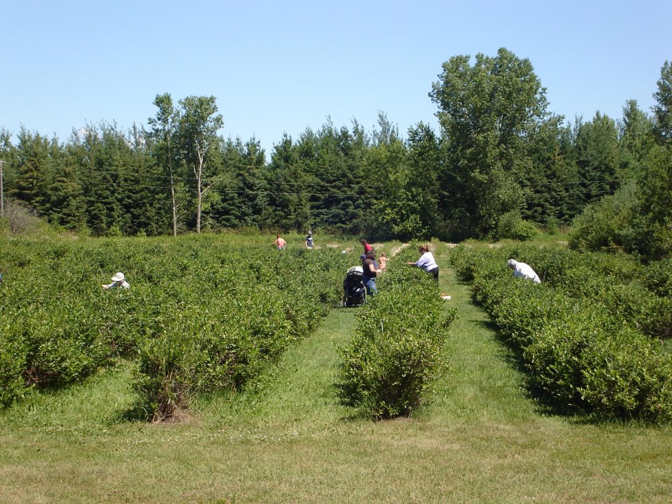 blueberry pickers
