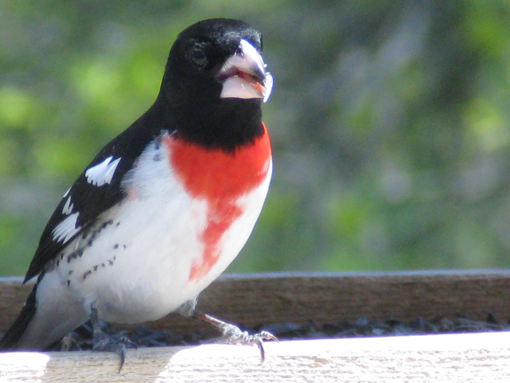 Rose Breasted Grosbeak