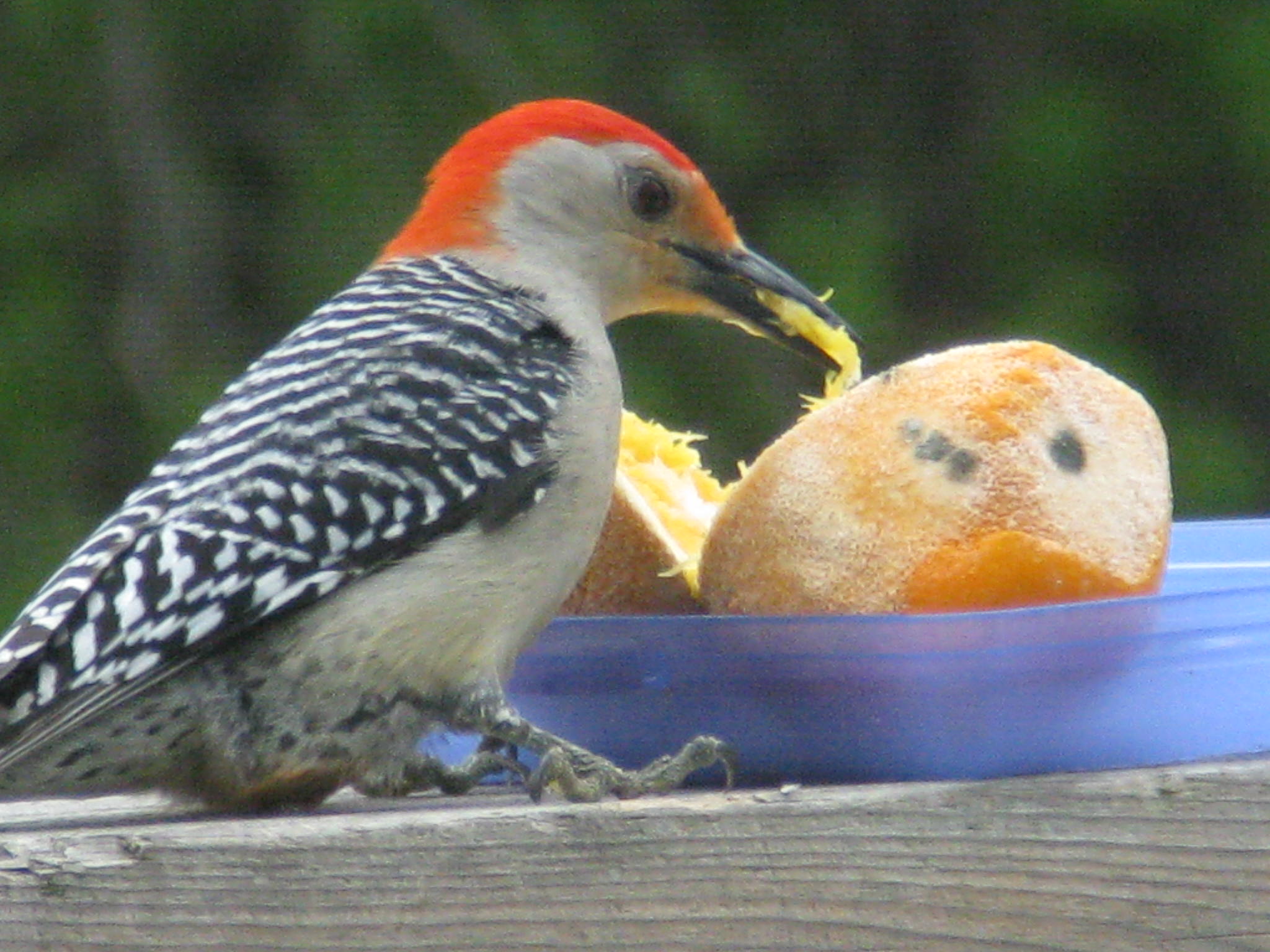 Red-Bellied Woodpecker