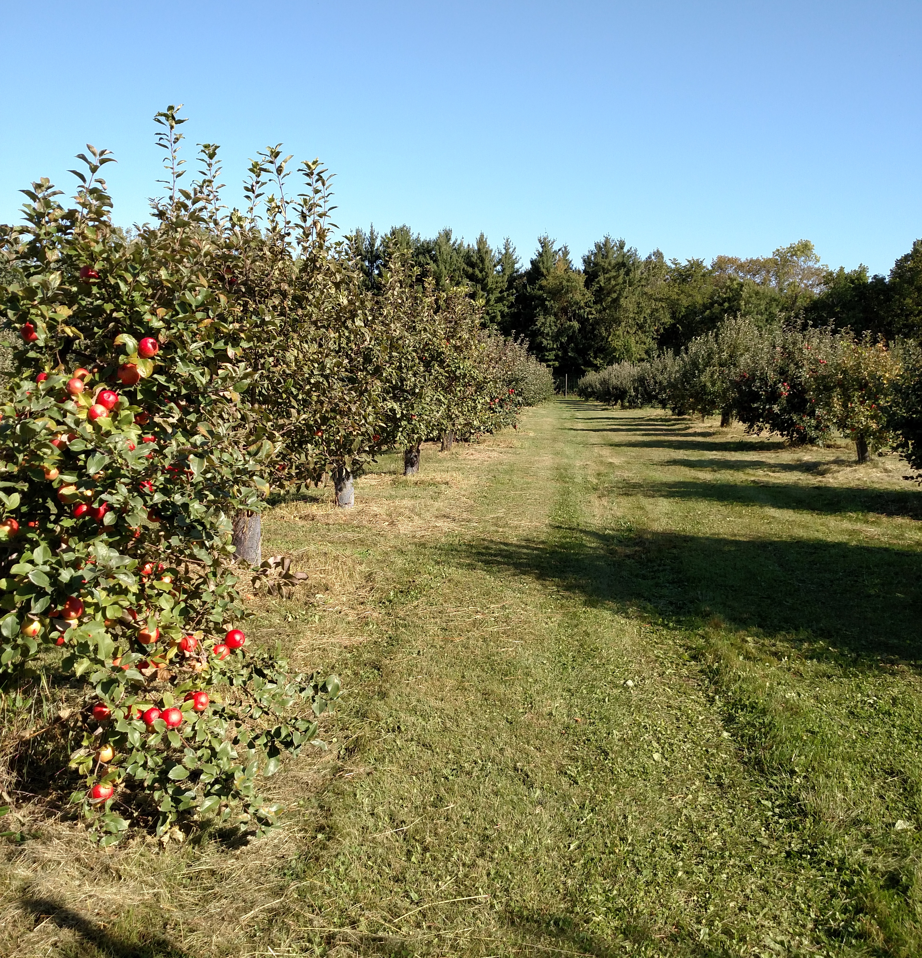 MacIntosh Apples 1 quart – Lyons Fruit Farm and Market