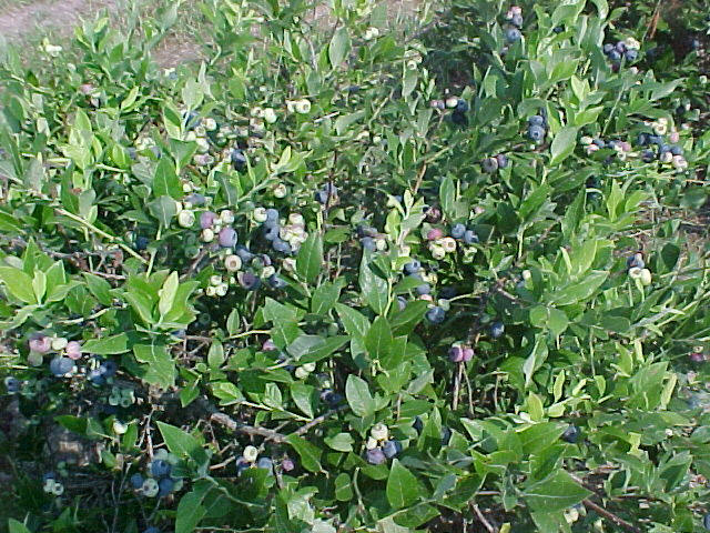 Blueberry bushes