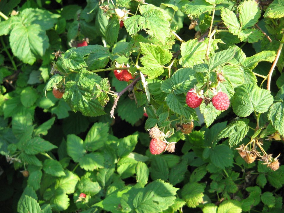 Raspberries picture