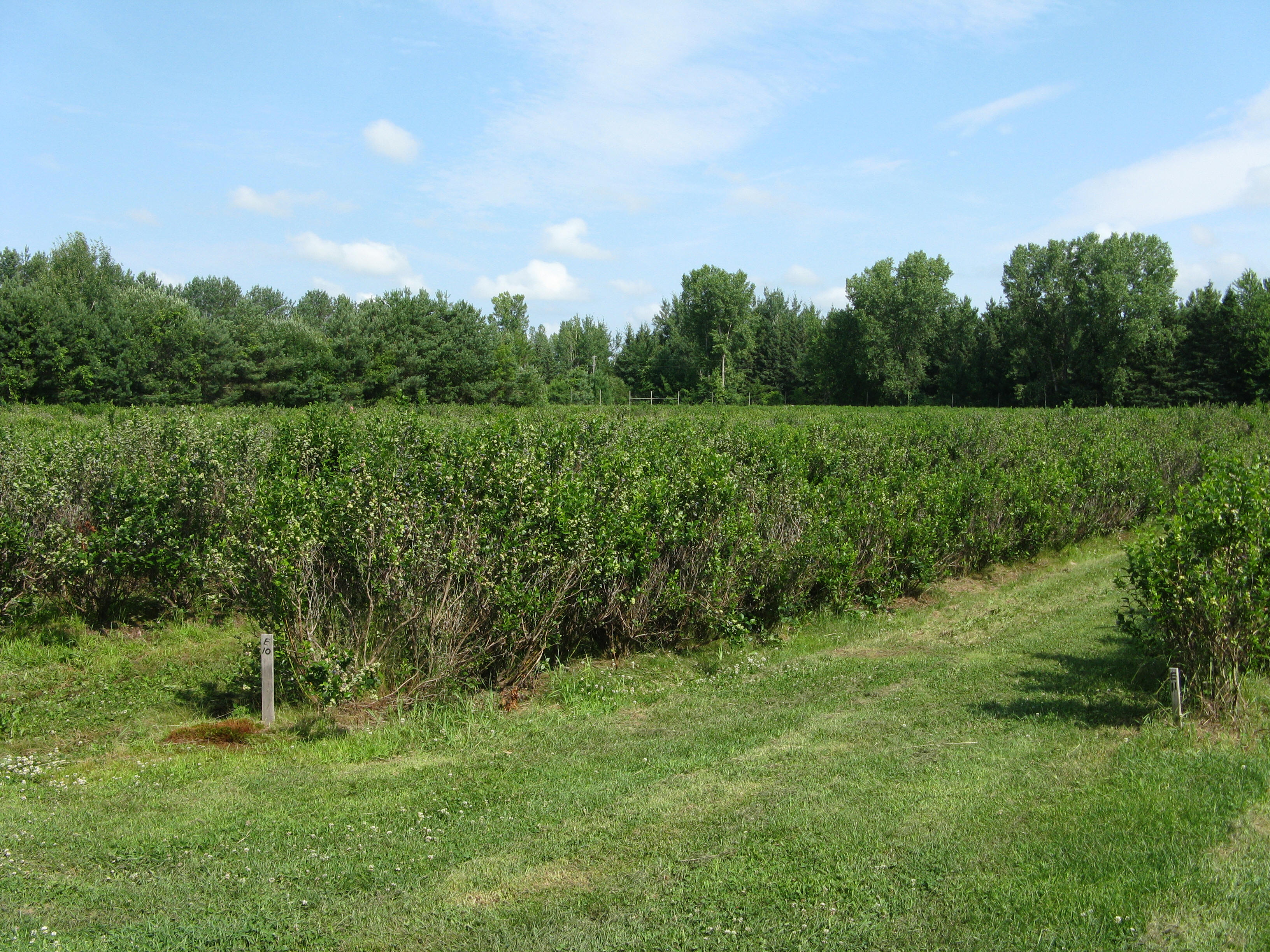 blueberry fields 2015