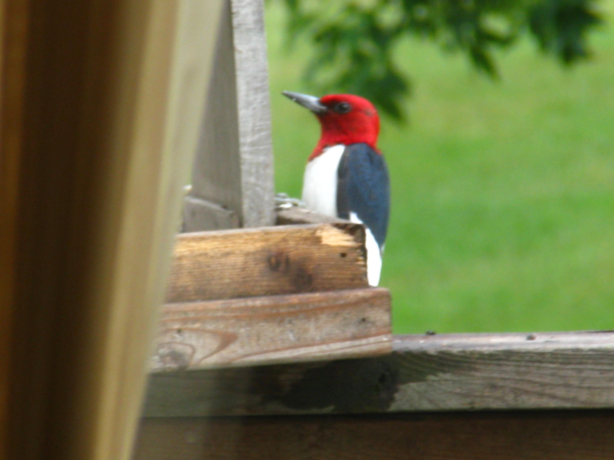 R H Woodpecker